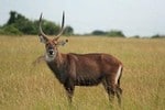 antilope