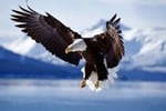 aquila reale