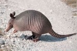 armadillo