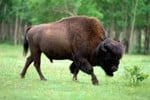 bisonte