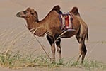 cammello