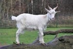 capra