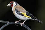 cardellino