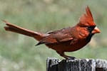 cardinale