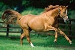 cavallo