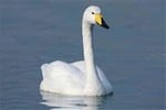 cigno