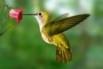 colibrì