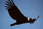 condor