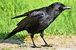 corvo