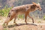 coyote