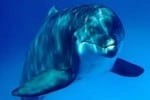 delfino