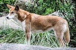 dingo