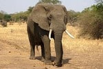 elefante