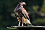 falco