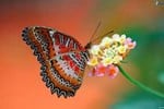 farfalla