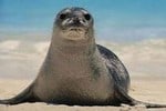 foca