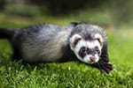 furetto