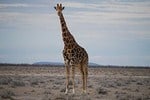 giraffa