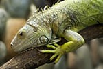 iguana