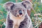 koala