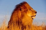leone