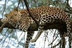 leopardo