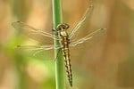 libellula