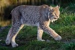 lince