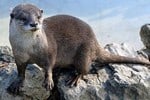 lontra