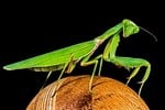 mantide religiosa