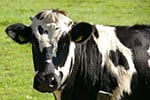mucca