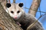 opossum