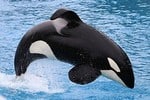 orca