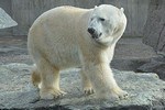 orso polare