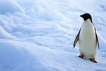 pinguino