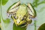 rana