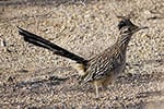 roadrunner