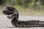 serpente