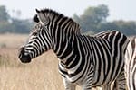 zebra