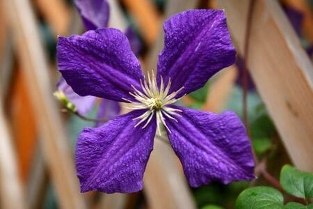 fiore